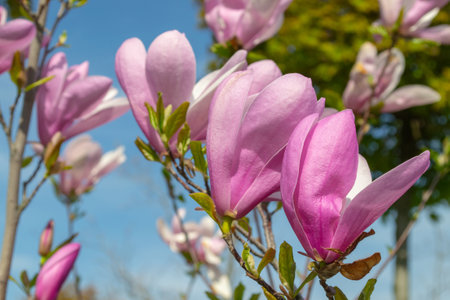 Vibrant pink magnolia flowers in full bloom against a clear blue sky. The close-up view highlights the delicate petals and vibrant colors, capturing the essence of spring. selective focusの写真素材