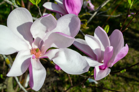 Pink magnolia blossoms in full bloom captured in a close-up view, highlighting their delicate petals and vibrant colors against a blurred natural background. selective focusの写真素材