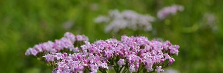 Valerian, Valerian (lat. Valeri? Na) is a genus of perennial herbaceous plants of the subfamily Valerian (Valerianoideae) [2] of the family Caprifoliaceae (Caprifoliaceae). The most prominent species is Valeriana officinalis (Valeriana officinalis L.), a のeditorial素材