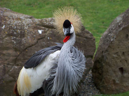 Colorful grey crowned crane posing with rocks in background.の写真素材