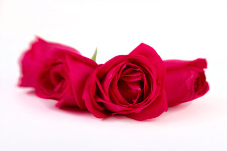 4 Roses with selective focus on the front subject  Selective focus effect created with a lensbabyの写真素材