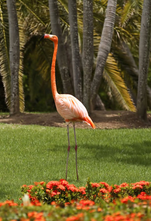 Pink flamingo at garden in the Dominican Republic.の写真素材