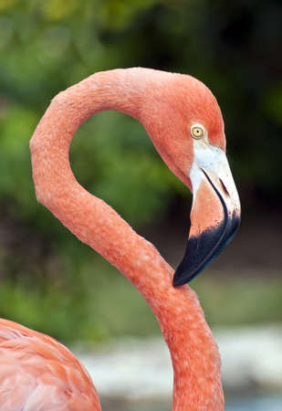 Fresh image of a pink flamingo.の写真素材
