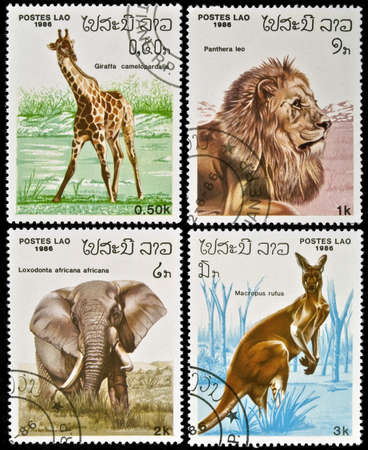 LAOS - circa 1986:stamps collection features a giraffe, a lion, an elefant, and a 
kangaroo, circa 1986 in the Lao People's Democratic Republic.の写真素材