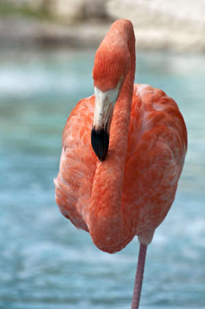 Image of a pink flamingo standing on one leg.の写真素材