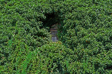 Image of an ivy covered wall and window の写真素材