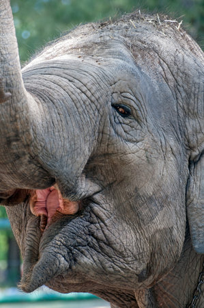 Close up image of an elephant face.