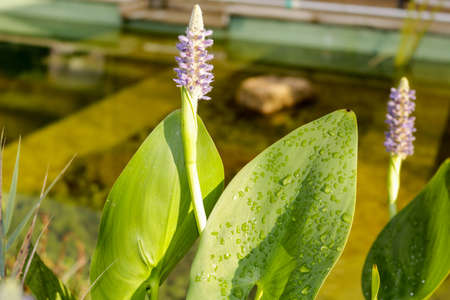 Fiore, Macro, Foglia Bagnataの写真素材