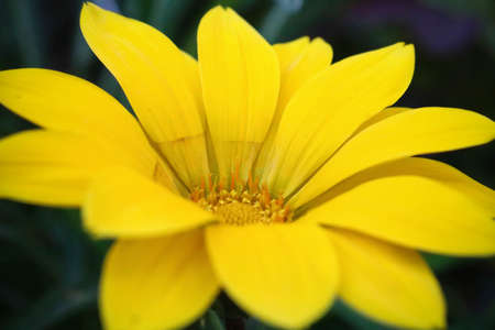 Flower, Daisyの写真素材