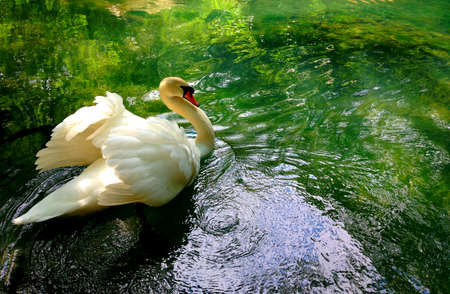 Beautiful swan in a pondの写真素材