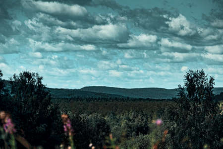 Endless expanses of coniferous forests stretching beyond the horizonの写真素材