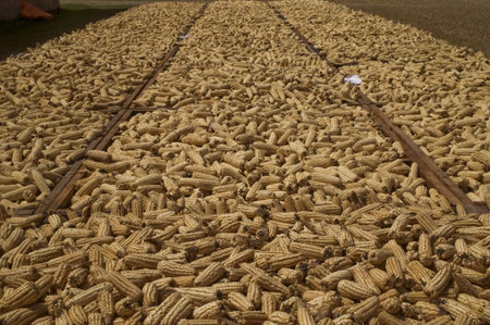 Corn to the Sun