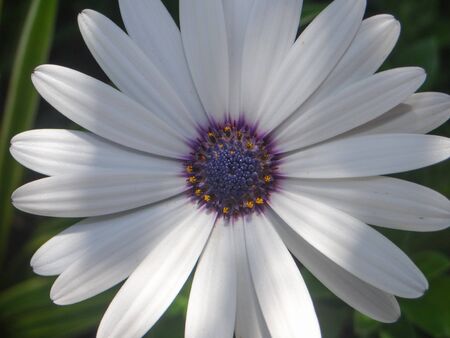 African daisy - Close up - Purple centerの写真素材