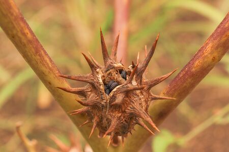 Datura ferox - Fruit of datura - sed box - long spined thorn appleの写真素材