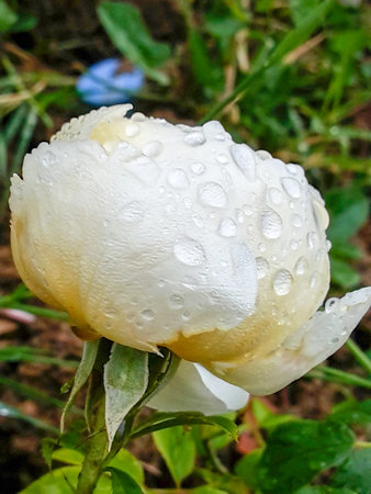 White rose wet in the rainの写真素材