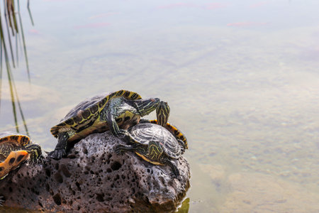 Turtles