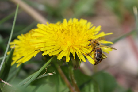 Wildflower, yellow flower, dandelion and bee