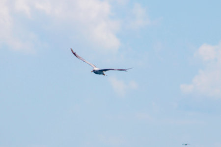Seagull flying in the air