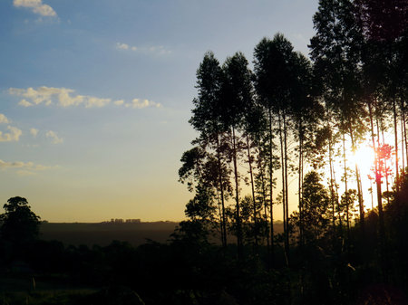 sunset, seen between eucalyptus trees, vegetation, field, siteの写真素材