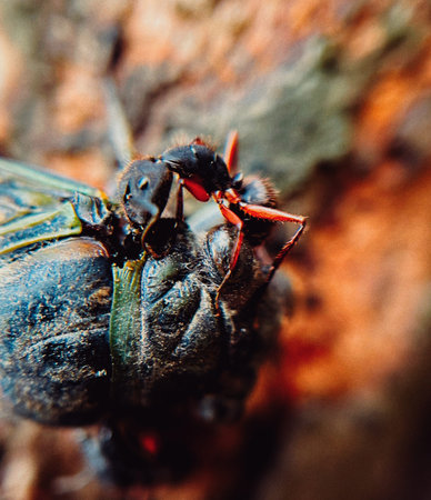 nature, food chain