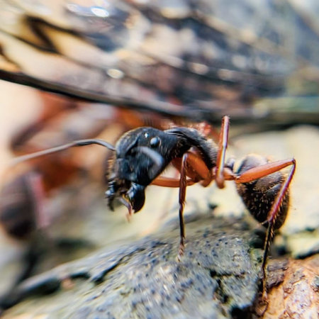 Ants on the ground, close-up, macro photography.