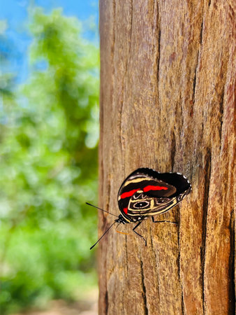 Black and red butterfly on a tree trunk, with a tree in the background