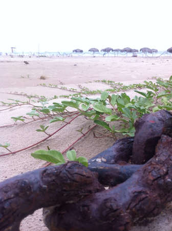 green plant on the beachの素材