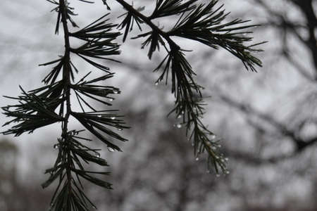 Spring at its peak of flowering, teaching its maximum splendor.の写真素材