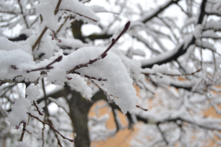Snow-filled landscape in Puerto de Canencia, in the Sierra de Madrid, in Spain