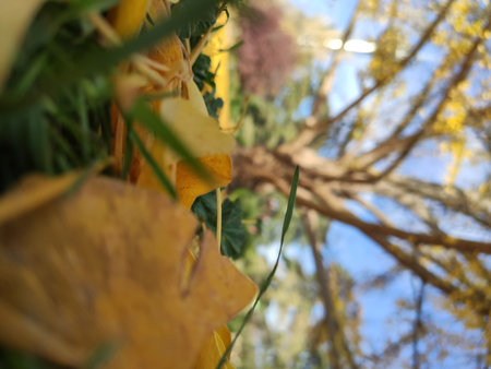 Tree leaves on the ground forming a yellow carpet in the autumn in the parks of Madrid. Autumn in...