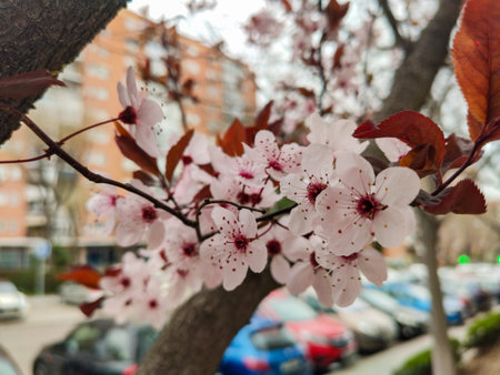Open pink flower on the branches of the almond trees that are on the street of Madrid. Horizontal...