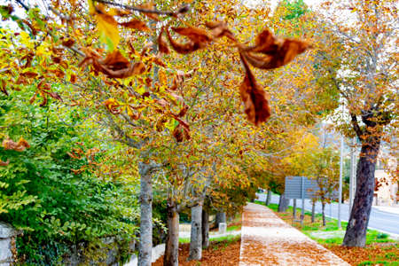 Autumn landscape along the road with yellow and brown leaves on the ground and some on the tree branches, in the garden of the Granja de San Ildefonso, in Segovia, Spain. Photography.の写真素材