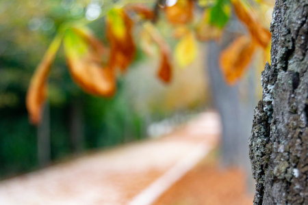 Autumn landscape along the road with yellow and brown leaves on the ground and some on the tree...