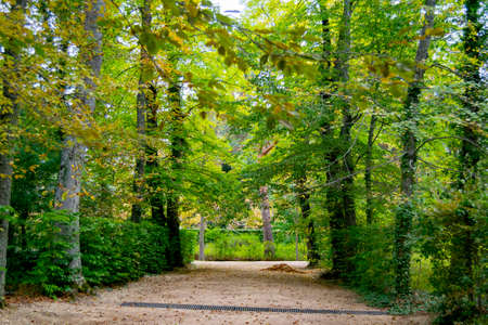 Autumn landscape along the road with yellow and brown leaves on the ground and some on the tree branches, in the garden of the Granja de San Ildefonso, in Segovia, Spain. Photography.の写真素材