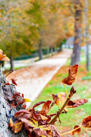 Autumn landscape along the road with yellow and brown leaves on the ground and some on the tree branches, in the garden of the Granja de San Ildefonso, in Segovia, Spain. Photography.の写真素材