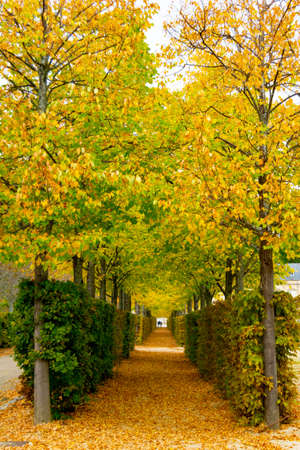 Autumn landscape along the road with yellow and brown leaves on the ground and some on the tree branches, in the garden of the Granja de San Ildefonso, in Segovia, Spain. Photography.の写真素材