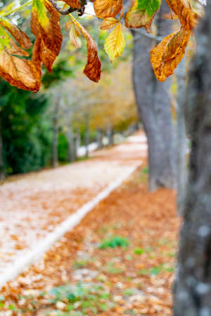 Autumn landscape along the road with yellow and brown leaves on the ground and some on the tree branches, in the garden of the Granja de San Ildefonso, in Segovia, Spain. Photography.の写真素材