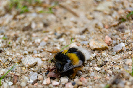 Headless black and yellow bumblebee on the garden floor, in Segovia, in Spain. Europe. Horizontal photography.の写真素材