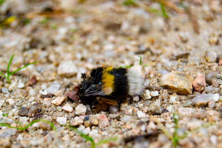 Headless black and yellow bumblebee on the garden floor, in Segovia, in Spain. Europe. Horizontal photography.の写真素材