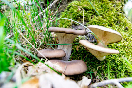 Set of brown mushrooms on the forest floor full of green grass. Typical fungus of the autumn season, in Spain. Europe. Horizontal photography.の写真素材