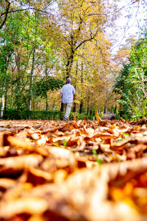 MADRID, SPAIN - OCTOBER 21, 2021. People walking along a path full of dry yellow and brown leaves caused by autumn in the Retiro Park in Madrid, Spain. Semi-bare tree branches Europe.のeditorial素材