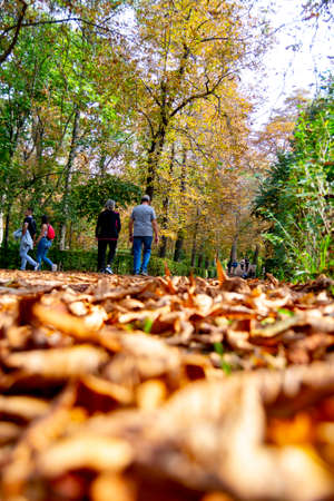 MADRID, SPAIN - OCTOBER 21, 2021. People walking along a path full of dry yellow and brown leaves caused by autumn in the Retiro Park in Madrid, Spain. Semi-bare tree branches Europe.のeditorial素材