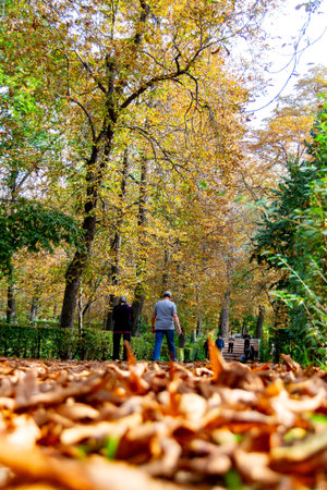 MADRID, SPAIN - OCTOBER 21, 2021. People walking along a path full of dry yellow and brown leaves caused by autumn in the Retiro Park in Madrid, Spain. Semi-bare tree branches Europe.のeditorial素材