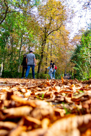 MADRID, SPAIN - OCTOBER 21, 2021. People walking along a path full of dry yellow and brown leaves caused by autumn in the Retiro Park in Madrid, Spain. Semi-bare tree branches Europe.のeditorial素材
