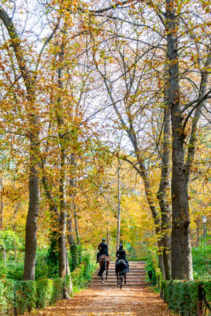 Police officer mounted on a horse passing through a road full of dry leaves due to autumn in the Retiro Park in Madrid, Spain. Semi-bare tree branches Europe. Vertical Photography.のeditorial素材