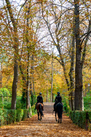 Police officer mounted on a horse passing through a road full of dry leaves due to autumn in the Retiro Park in Madrid, Spain. Semi-bare tree branches Europe. Vertical Photography.のeditorial素材