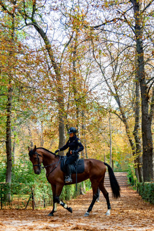 Police officer mounted on a horse passing through a road full of dry leaves due to autumn in the Retiro Park in Madrid, Spain. Semi-bare tree branches Europe. Vertical Photography.のeditorial素材