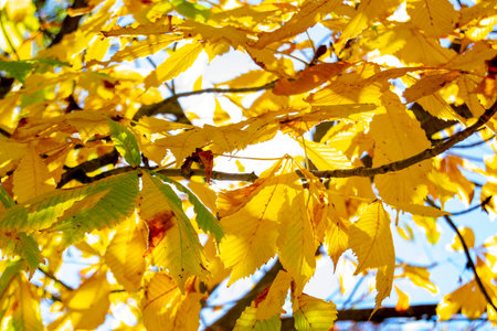Super colorful trees with the colors of autumn in the Parque Norte de Madrid, in Spain. Europe....