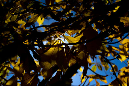 Super colorful trees with the colors of autumn in the Parque Norte de Madrid, in Spain. Europe....