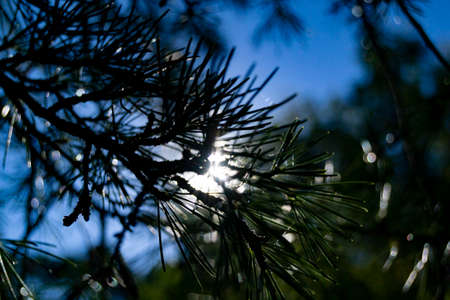 Backlit with the branches of a pine tree on a clear and blue day with the sun in the background in a park in Madrid, Spain. Europe. Horizontal photography.の写真素材